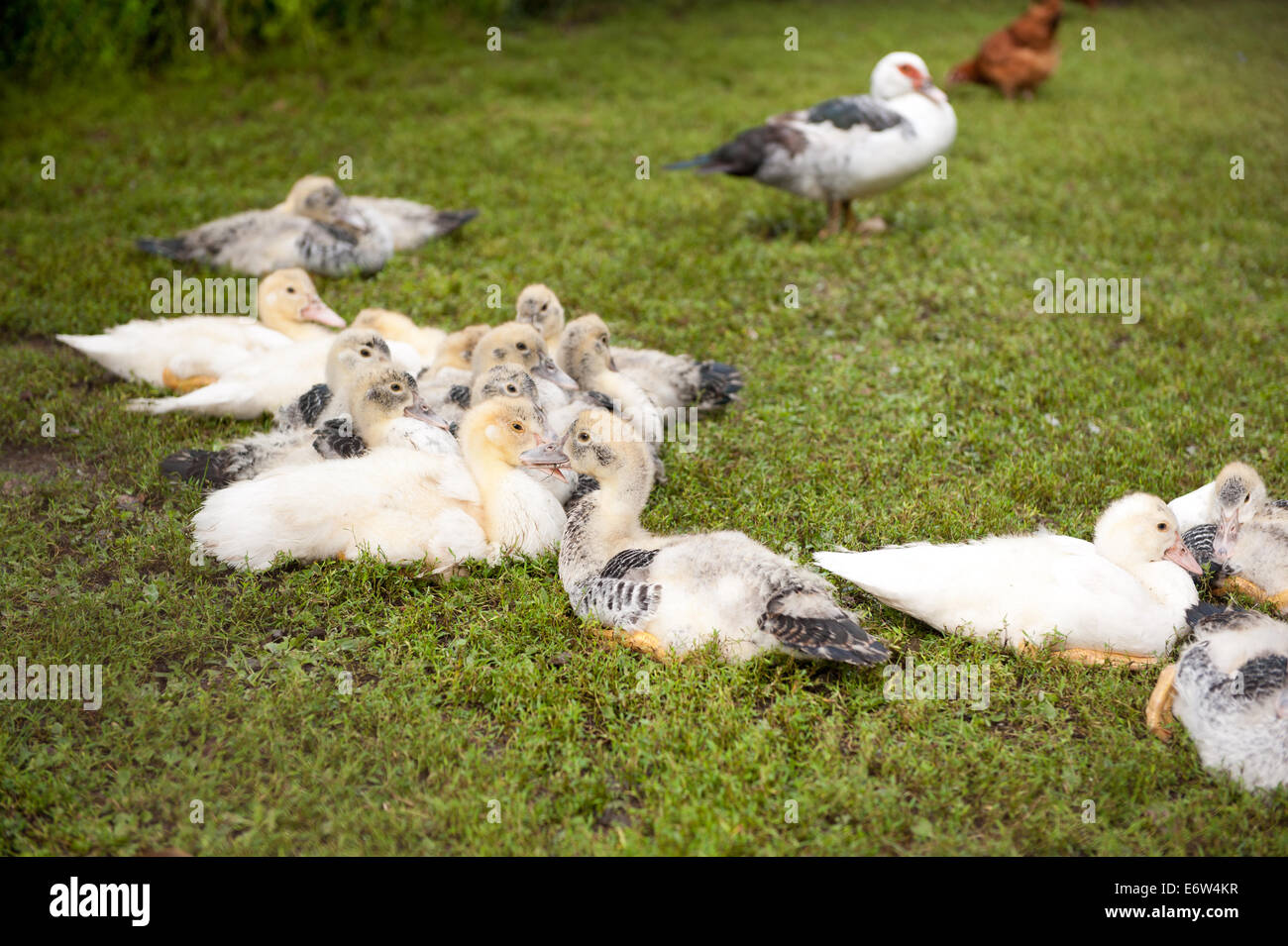 Pequeño grupo de patos Muscovy Foto de stock