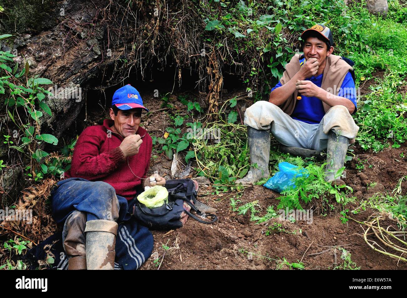 Hoja de coca masticando fotografías e imágenes de alta resolución Alamy