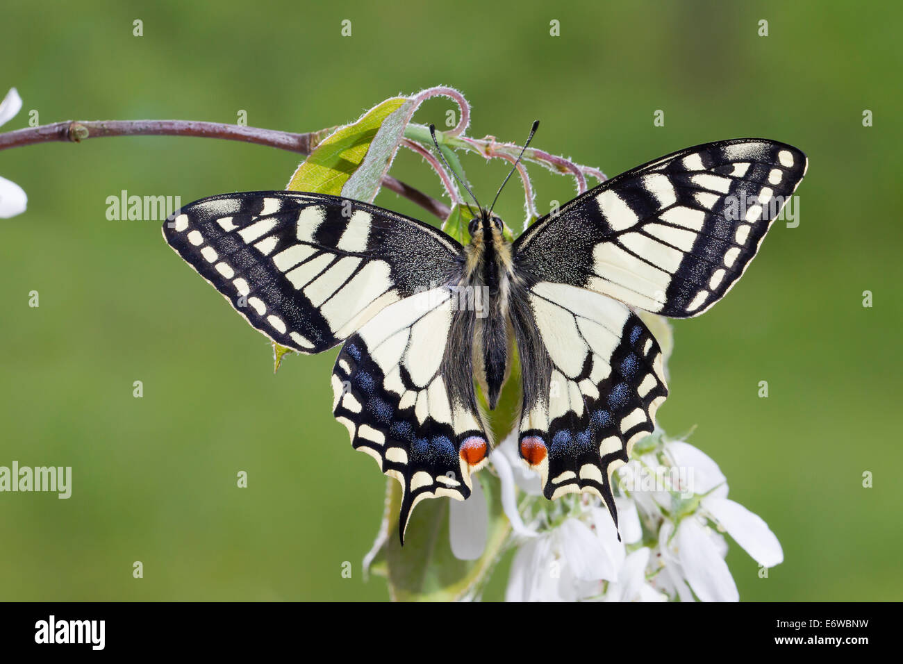 Swallowtail amarillo común del Viejo Mundo ESPECIE especie Papilio machaon schwalbenschwanz Foto de stock