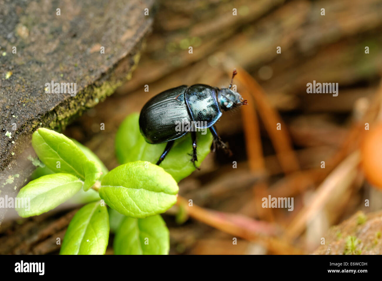 Bosque de escarabajos del estiércol (Geotrupes stercorarius). Foto de stock