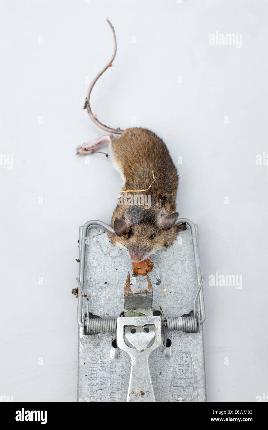 El Ratón Atrapado En Una Trampa Para Ratones Fotos, retratos, imágenes y  fotografía de archivo libres de derecho. Image 2626315