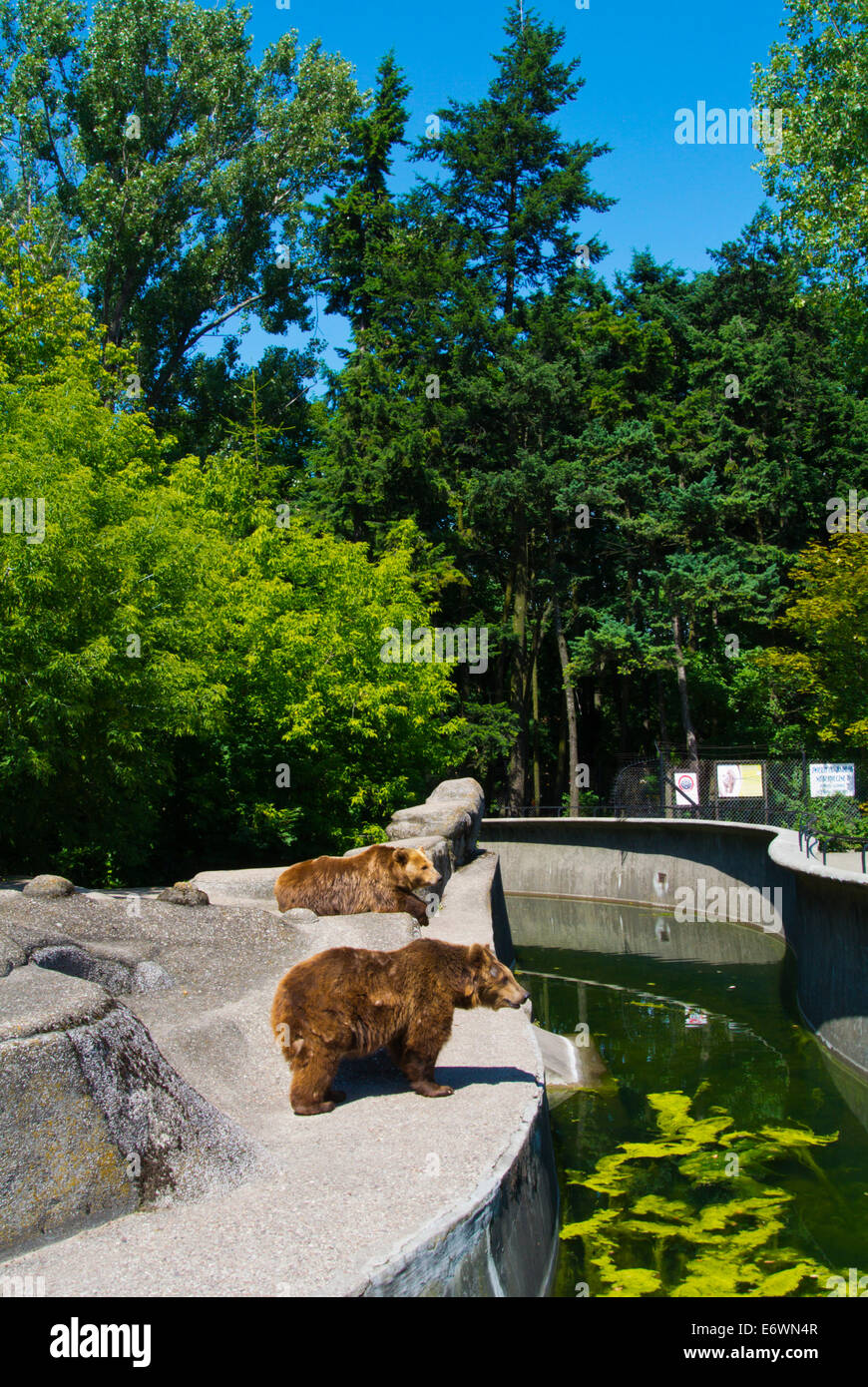 Los osos en el Zoológico, distrito de Praga, Varsovia, Polonia, Europa Foto de stock