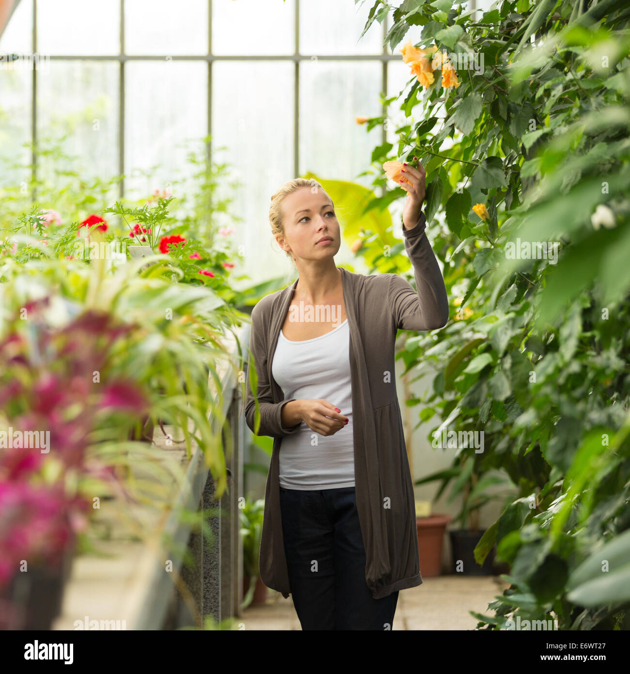 Floristerías mujer trabajando en el invernadero. Foto de stock