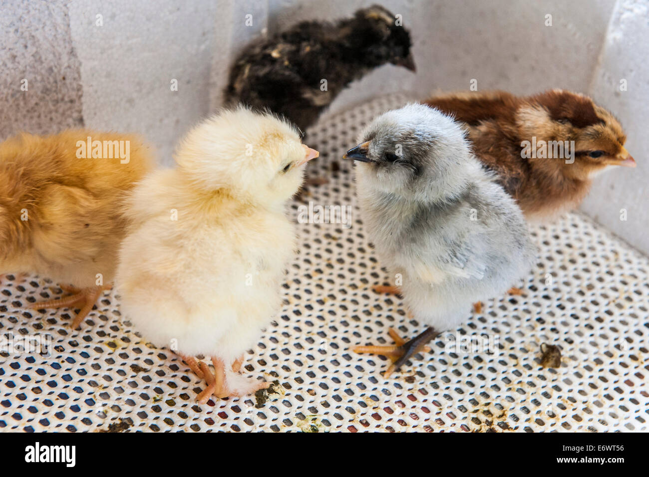 Pollos recién nacido en una incubadora. Foto de stock