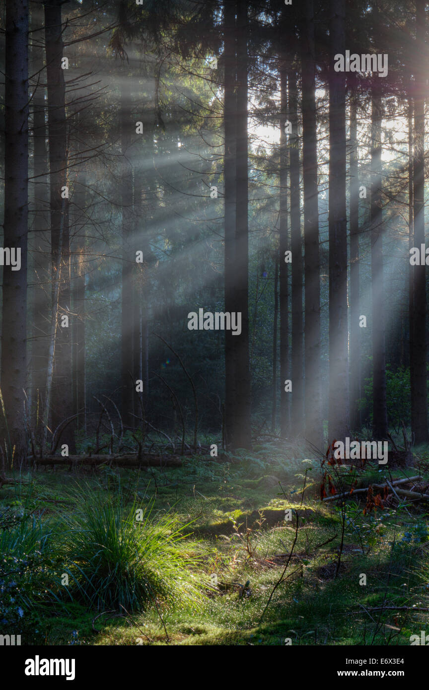 La luz de la mañana temprano en un misterioso bosque de pinos Foto de stock