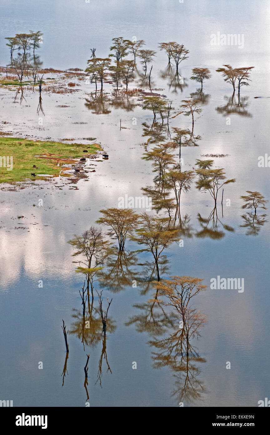 Amarillo Ladró acacias de pie en las aguas de la inundación con hermosas reflexiones sobre el borde del Lago Nakuru, Kenya, Africa Oriental ACACIA TR Foto de stock