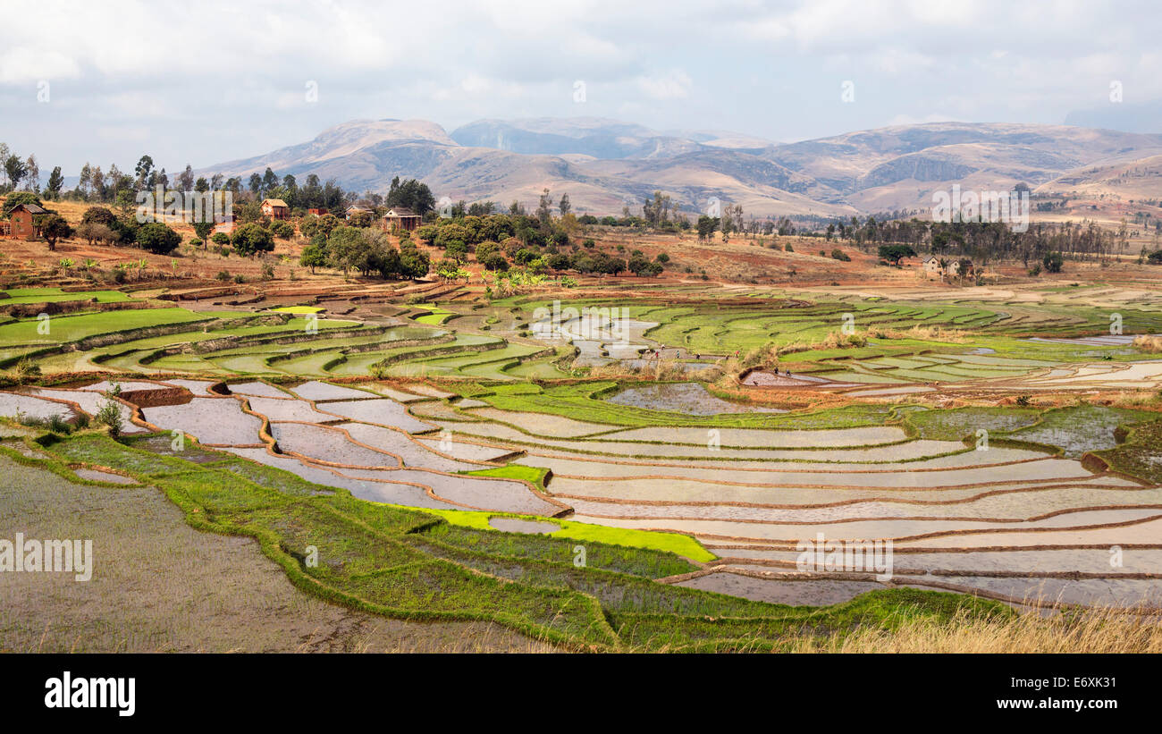 Terrazas de arroz, paddyfields cerca de Ambalavao, Highlands, Madagascar, África Foto de stock