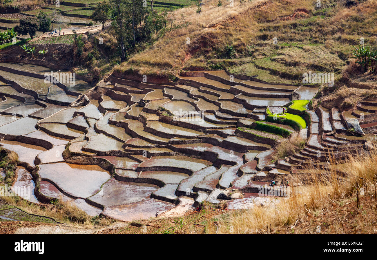 Terrazas de arroz, paddyfields cerca de Ambalavao, Highlands, Madagascar, África Foto de stock