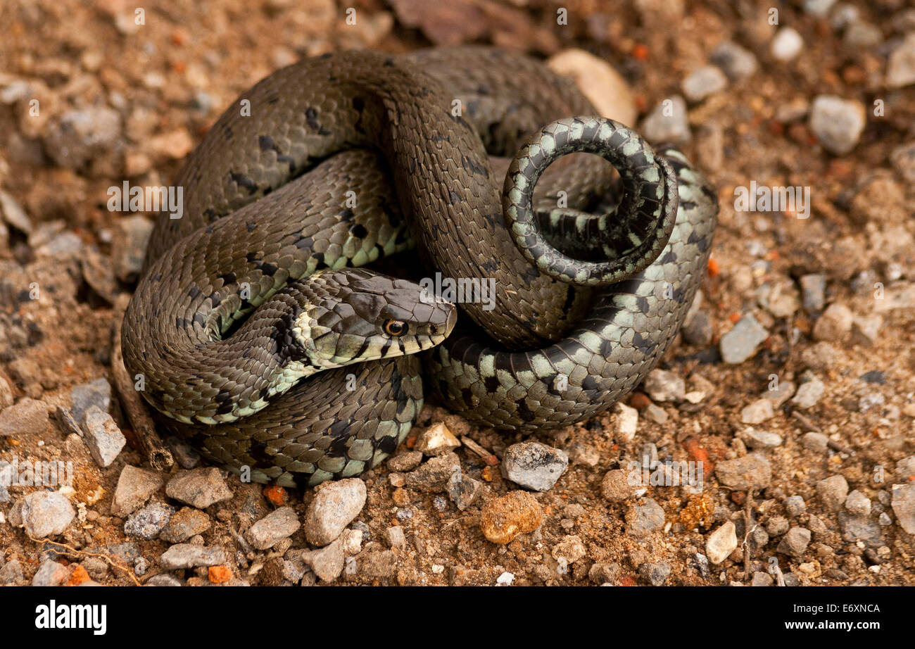 Una culebra (Natrix natrix), de enrollado, es un no-serpiente venenosa euroasiático. A menudo se encuentran cerca del agua y se alimenta casi Foto de stock