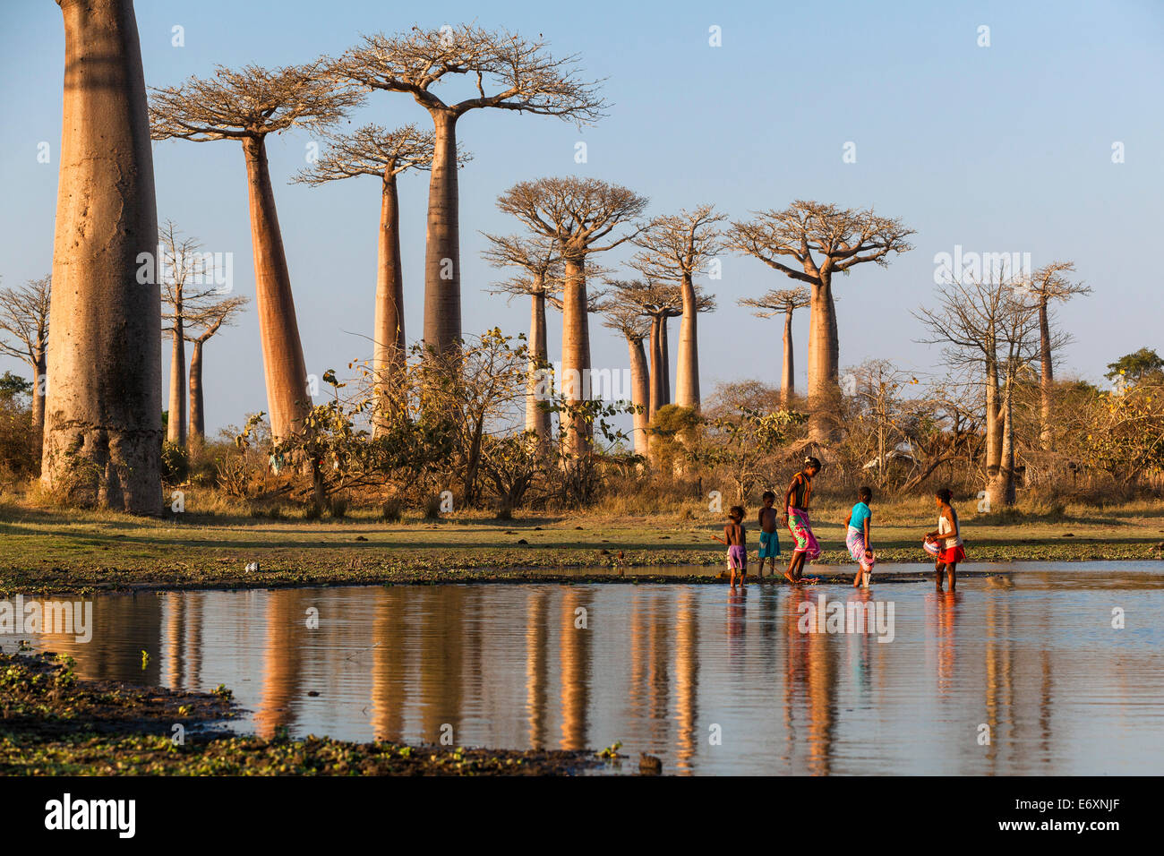 Los baobabs, Adansonia grandidieri cerca de Morondava, Madagascar Foto de stock
