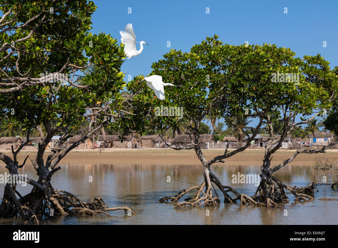 Poco garcetas, garzas pequeñas en los manglares de Morondava, Egretta garzetta dimorpha, Madagascar, África Foto de stock