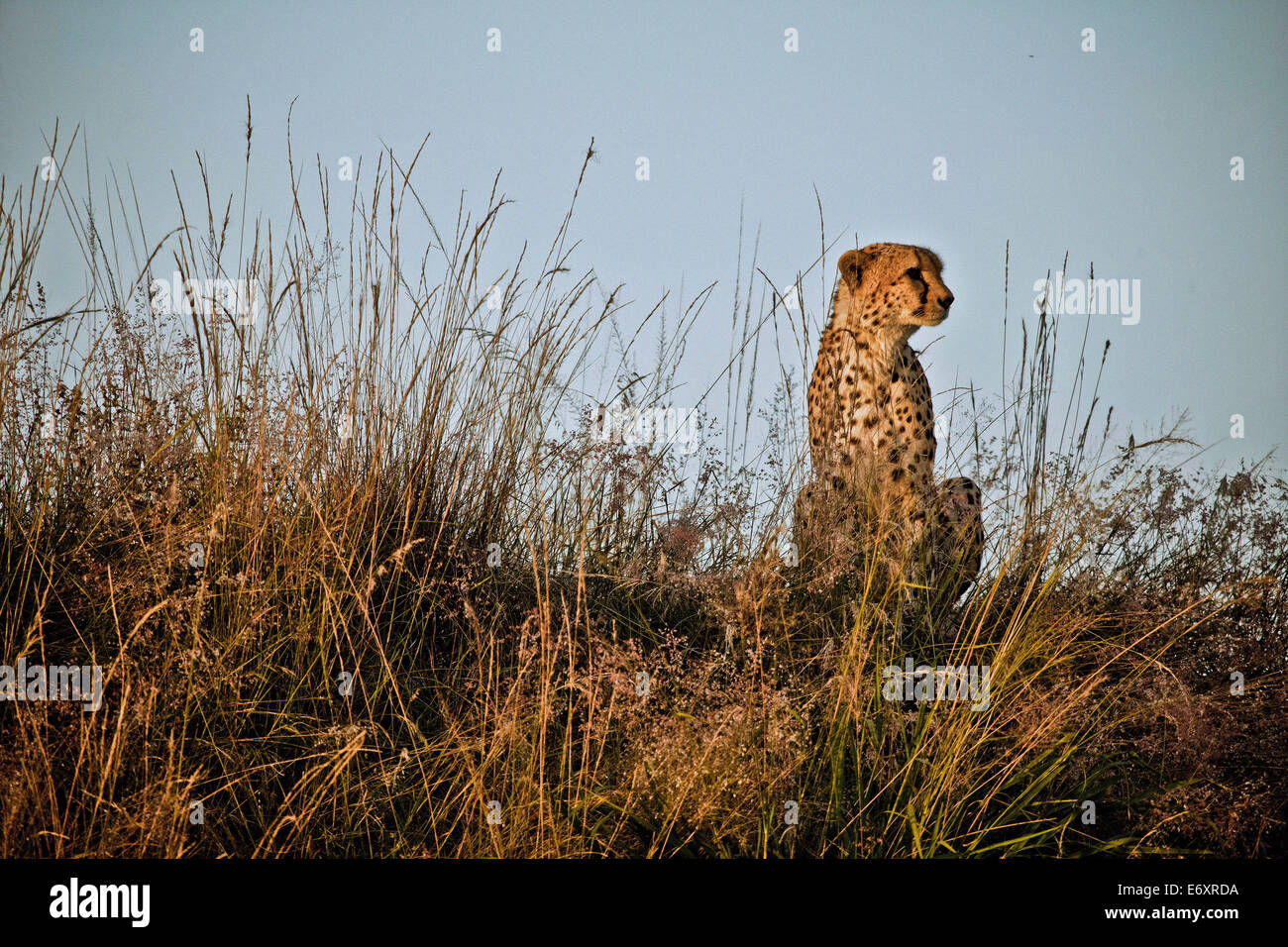 Cheetah sentarse en la hierba alta en el savanne, Masai Mara, Kenya, Africa. Foto de stock
