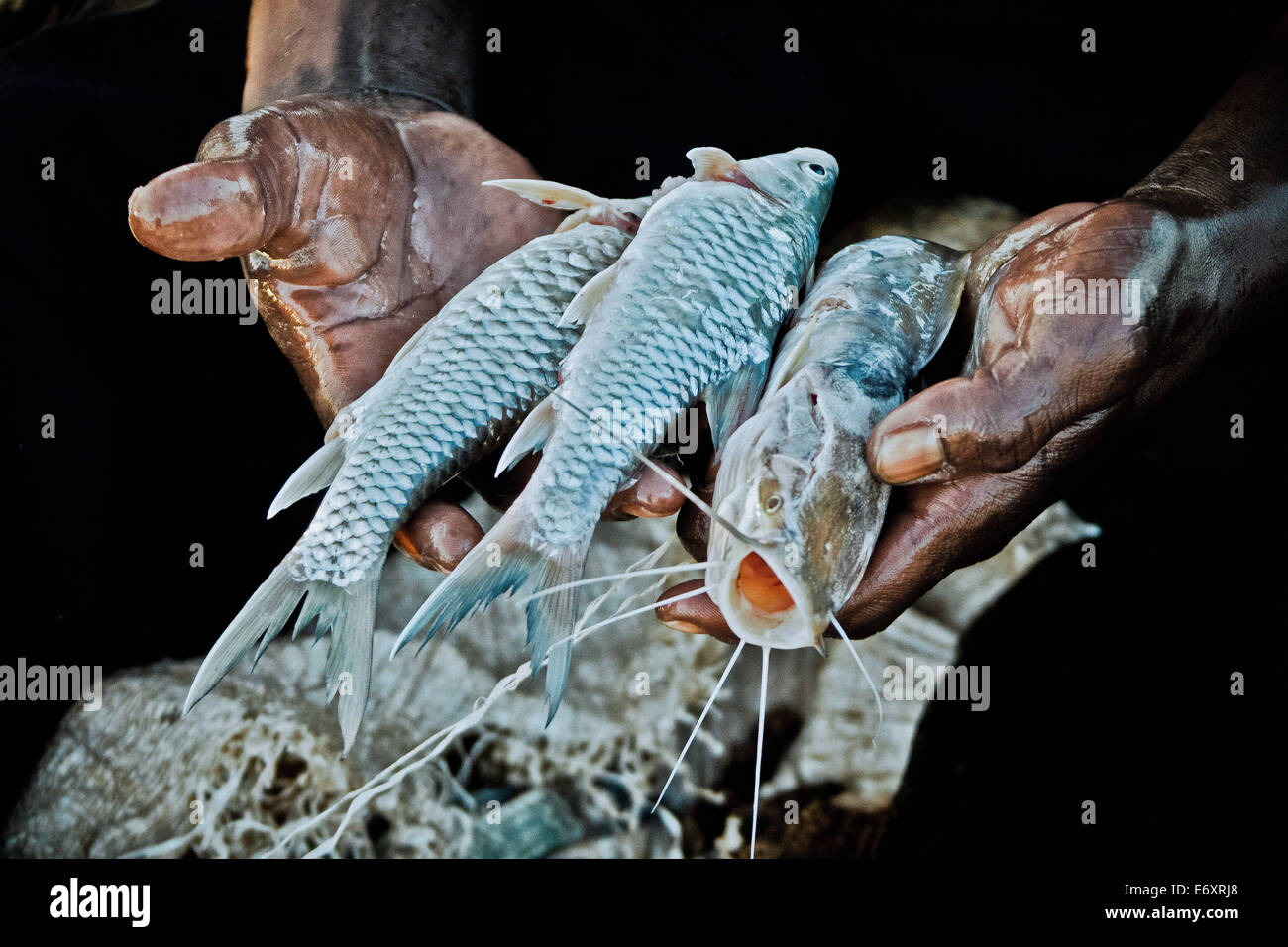 Pescador keniano sosteniendo su captura del día, el Lago Baringo, Kenya, Africa. Foto de stock