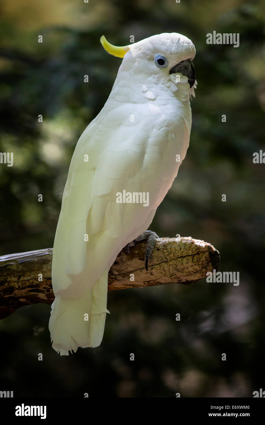 Una vista de cuerpo completo de una cacatúa de azufre mayor sentado en una rama con su cabeza en el perfil. Foto de stock