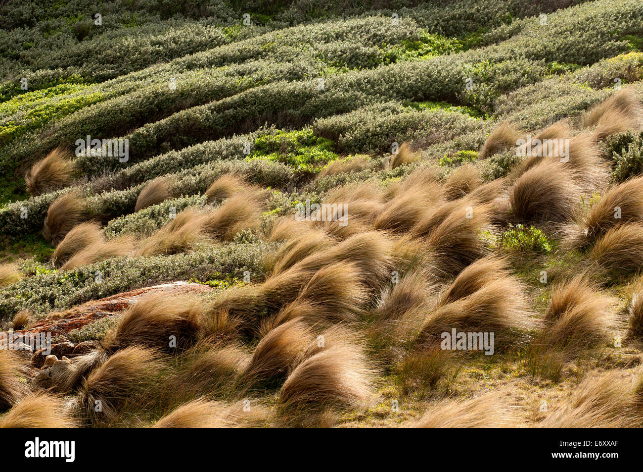 El fuerte viento en matas de pasto en el punto Hicks, Parque Nacional Croajingolong, Victoria, Australia Foto de stock