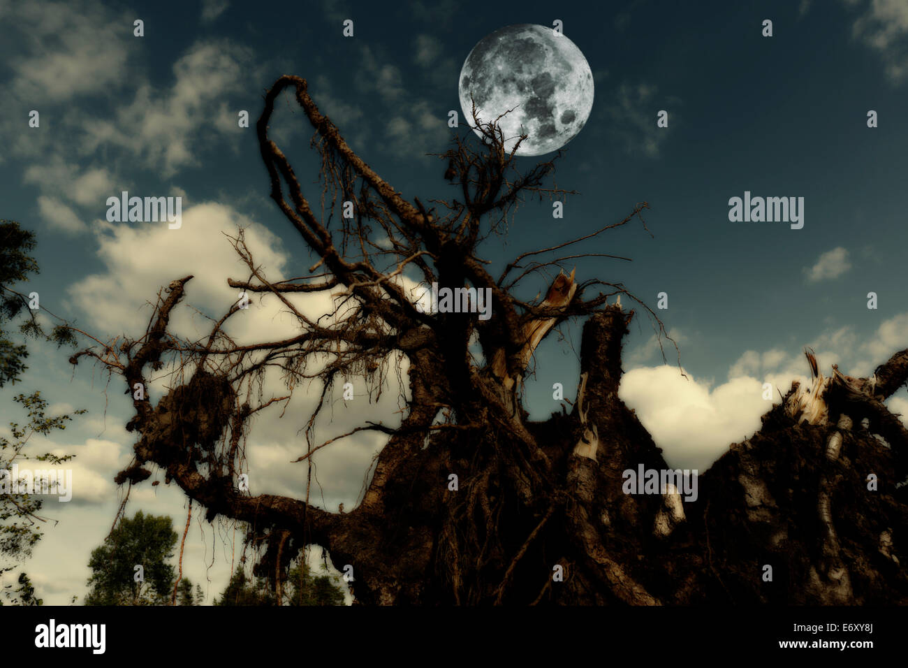 Daños en el medio ambiente y la deforestación Foto de stock
