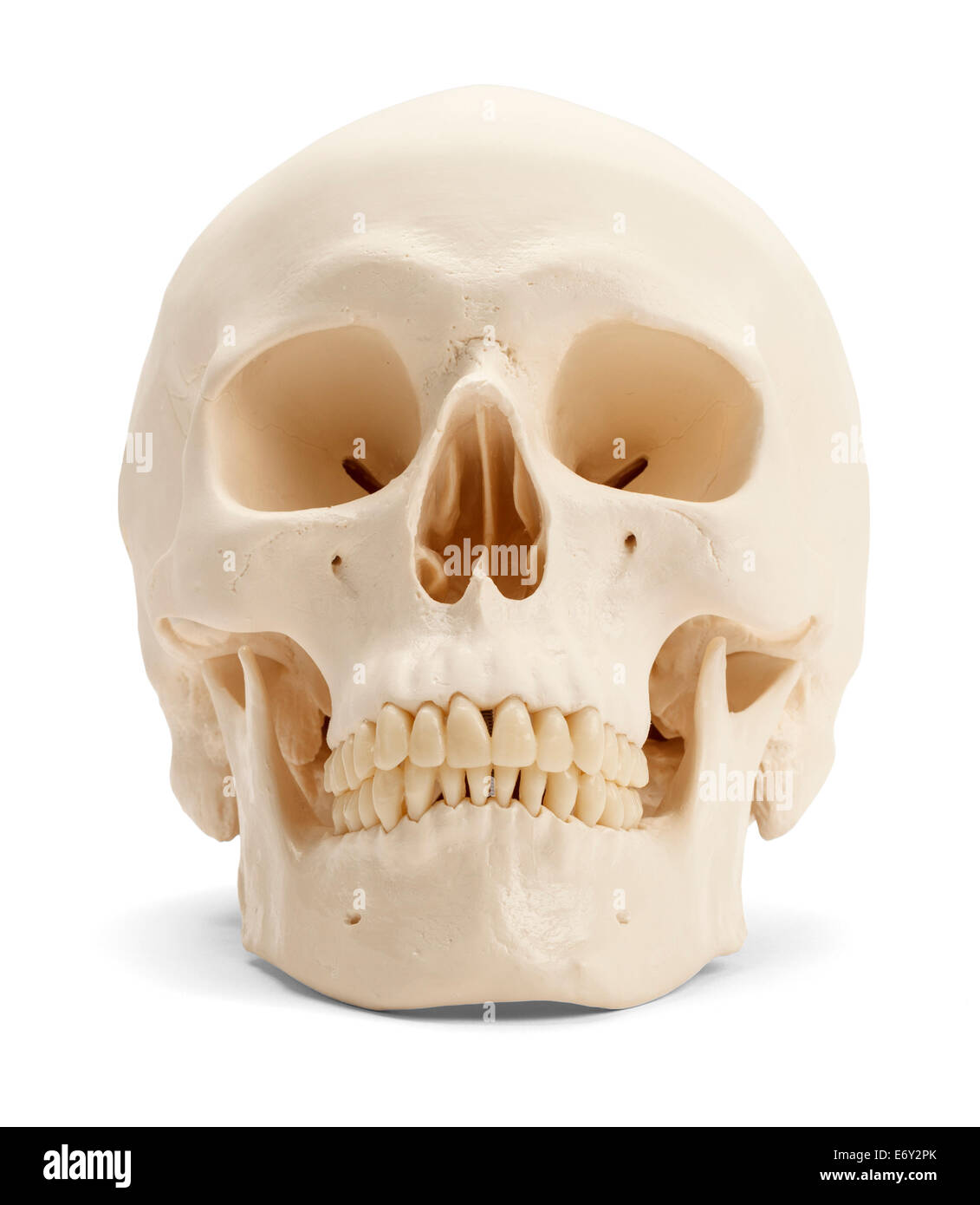 Vista frontal del cráneo humano aislado sobre fondo blanco. Foto de stock