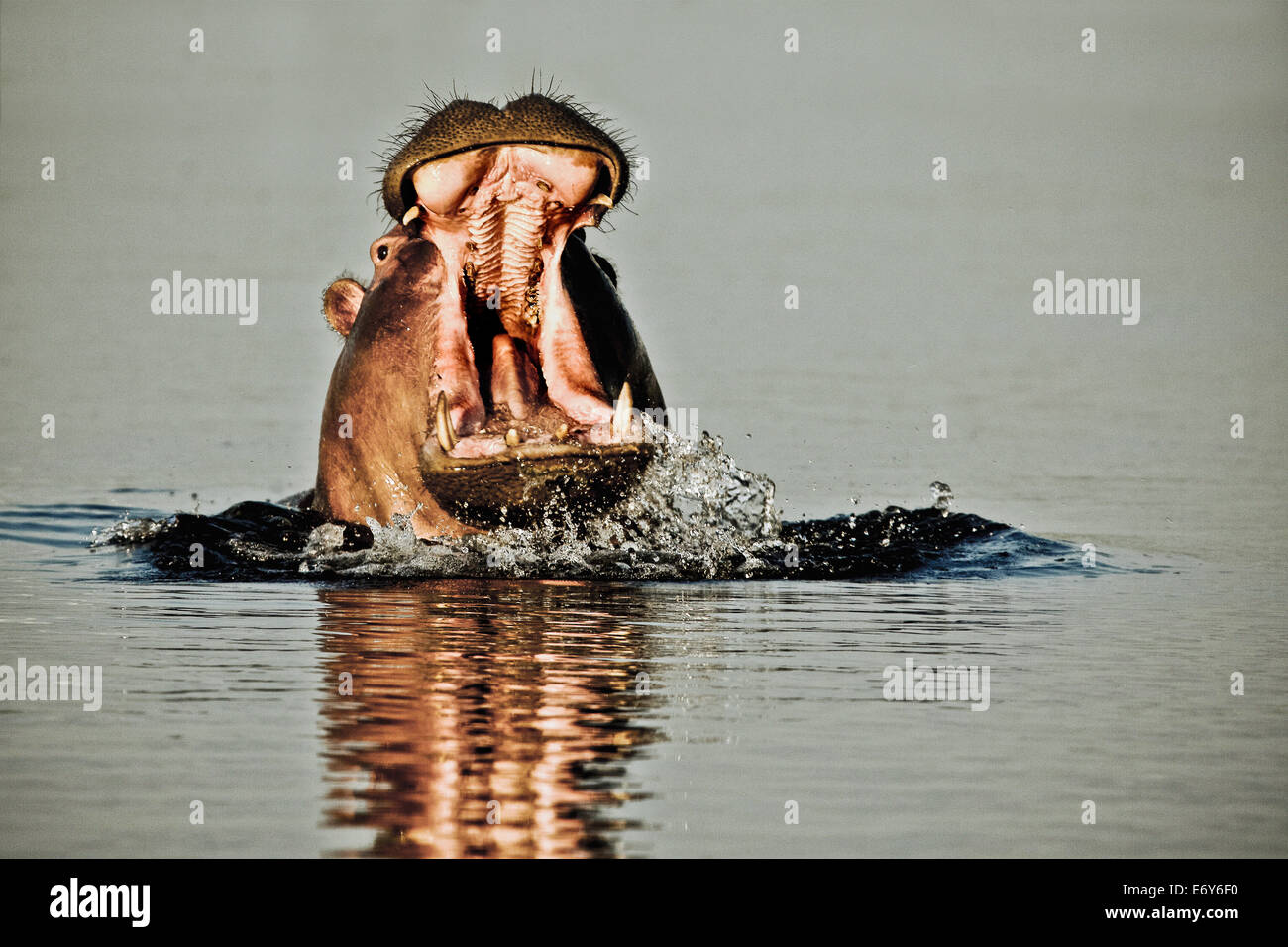 Hippo con la boca abierta, el delta del Okavango, Botswana, África Foto de stock