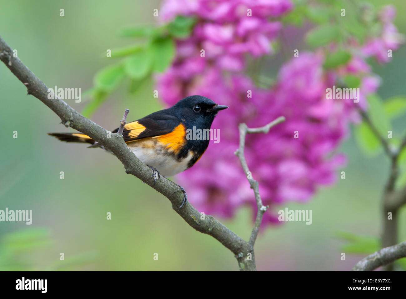 American Redstart en la naturaleza de pájaro cangbird percangbird de la langosta rosa Foto de stock