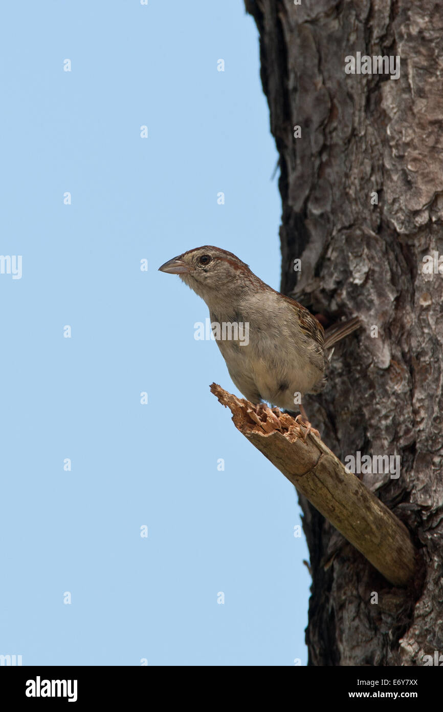 El pájaro cantor de Bachman's Sparrow encaramado amenazó a los gorriones de la naturaleza Foto de stock