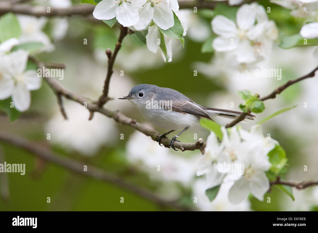 Azul-gris Gnatcatcher en Apple Tree Foto de stock