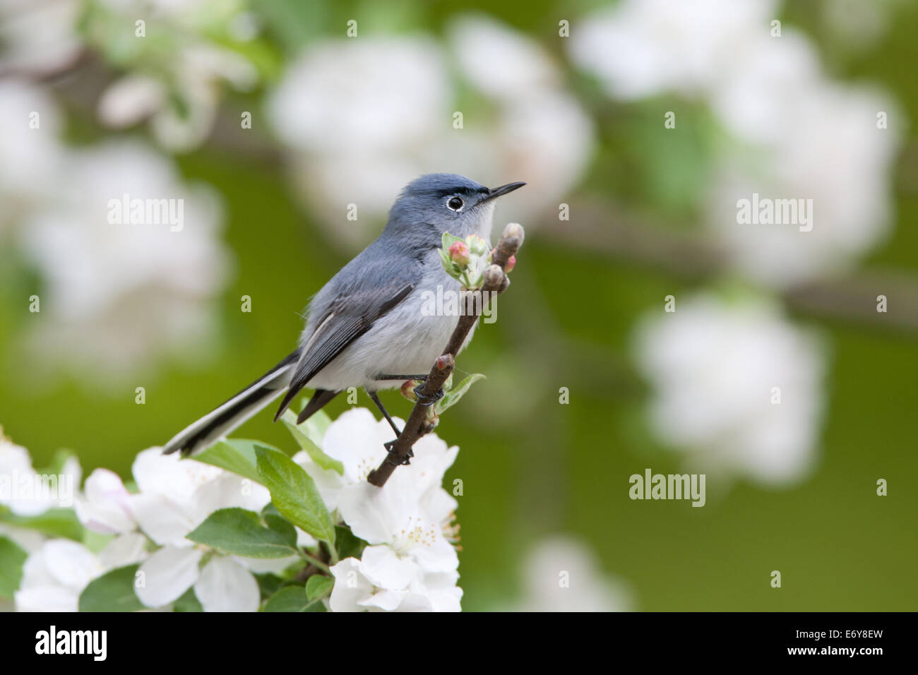 Gnatcatcher azul-gris en el árbol de la manzana pájaro que percande songbird Ornithology Ciencia Naturaleza Vida Silvestre Medio ambiente Foto de stock