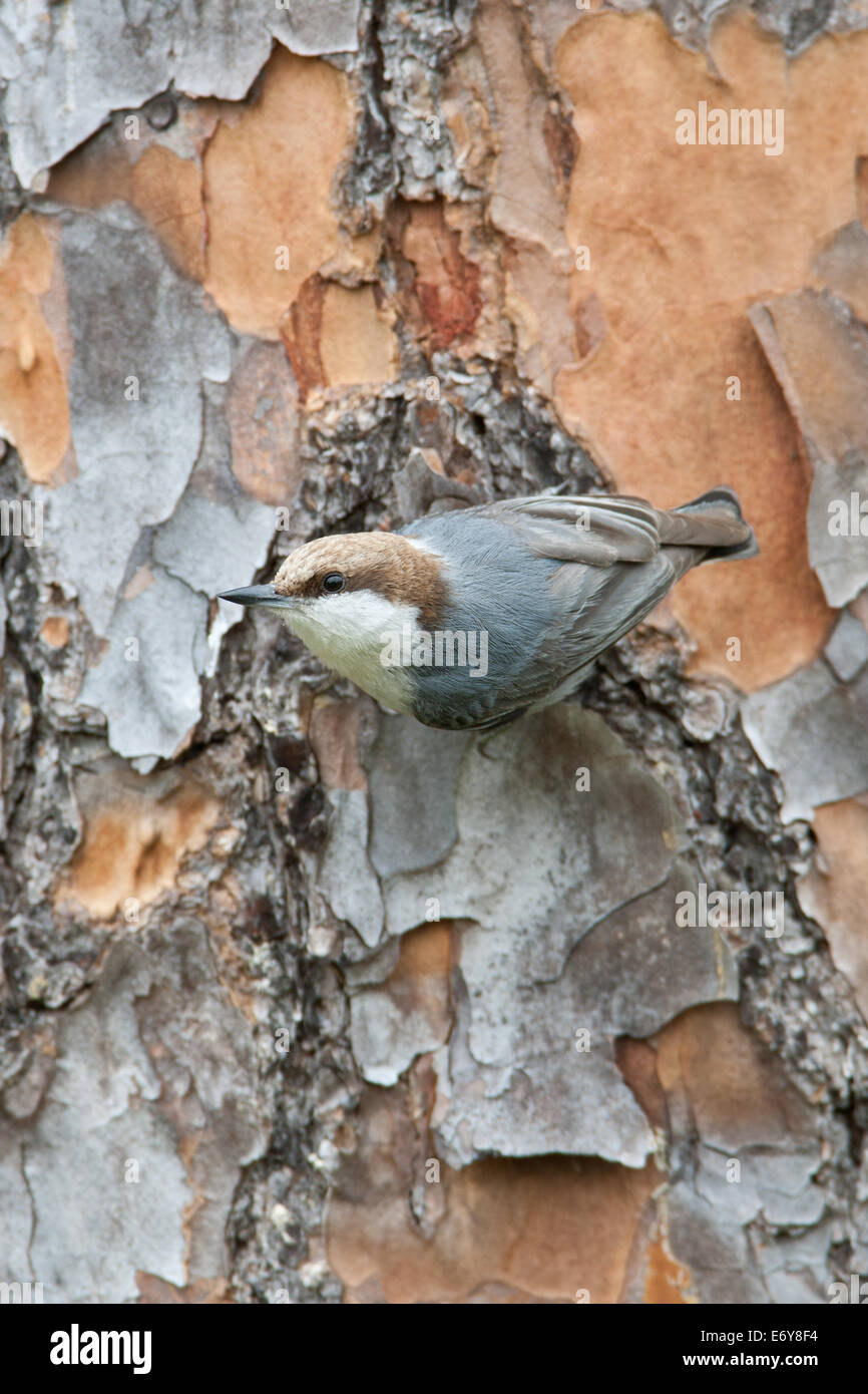 Pájaro cangario de nutatch de cabeza marrón en árbol de pino de Slash Ornitología Ciencia Naturaleza Vida Silvestre Medio ambiente vertical Foto de stock