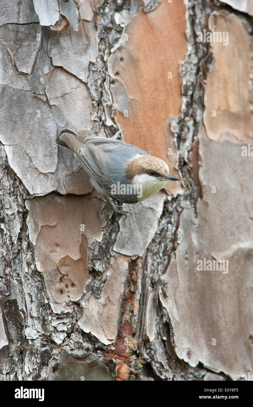 Pájaro songbird de cabeza marrón en el árbol de pino de Slash Ornitología Ciencia Naturaleza Vida Silvestre Medio ambiente vertical Foto de stock