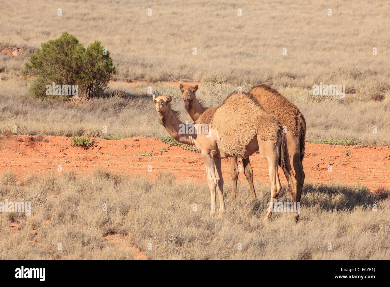 Dos atentos marrón rojo camellos en el South Australian Outback contra un fondo de color rojo marrón marchito suelo y vegetación Foto de stock