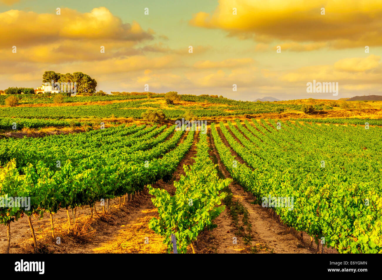 Vista de un viñedo con uvas maduras en un país mediterráneo al atardecer Foto de stock
