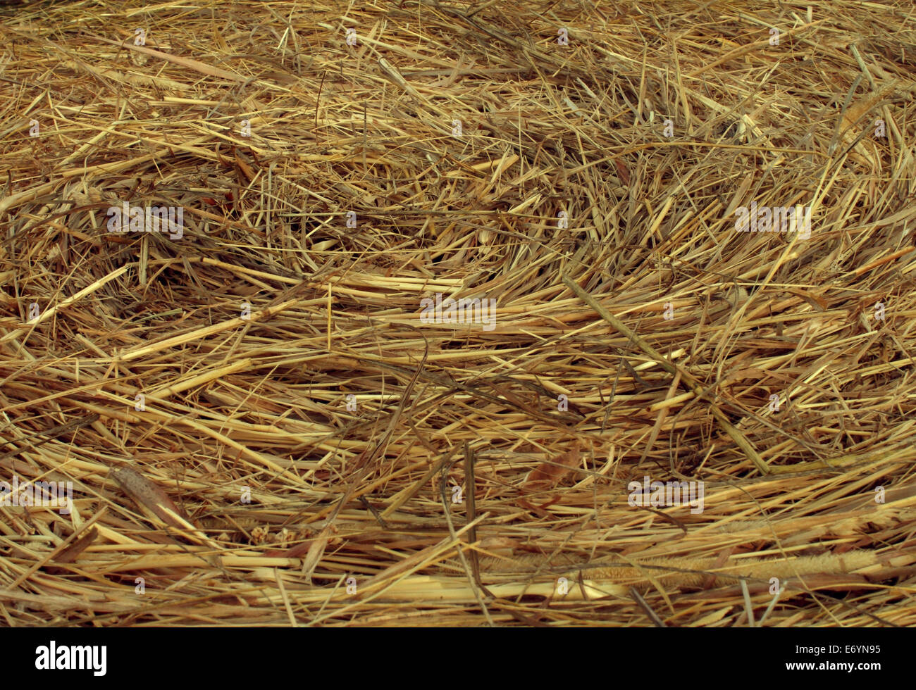 Circular de heno Textura del fondo como un ángulo de visión de un círculo de pacas de heno de una granja agrícola y la agricultura el símbolo del tiempo de cosecha con paja de hierba seca como un paquete atado pajar. Foto de stock