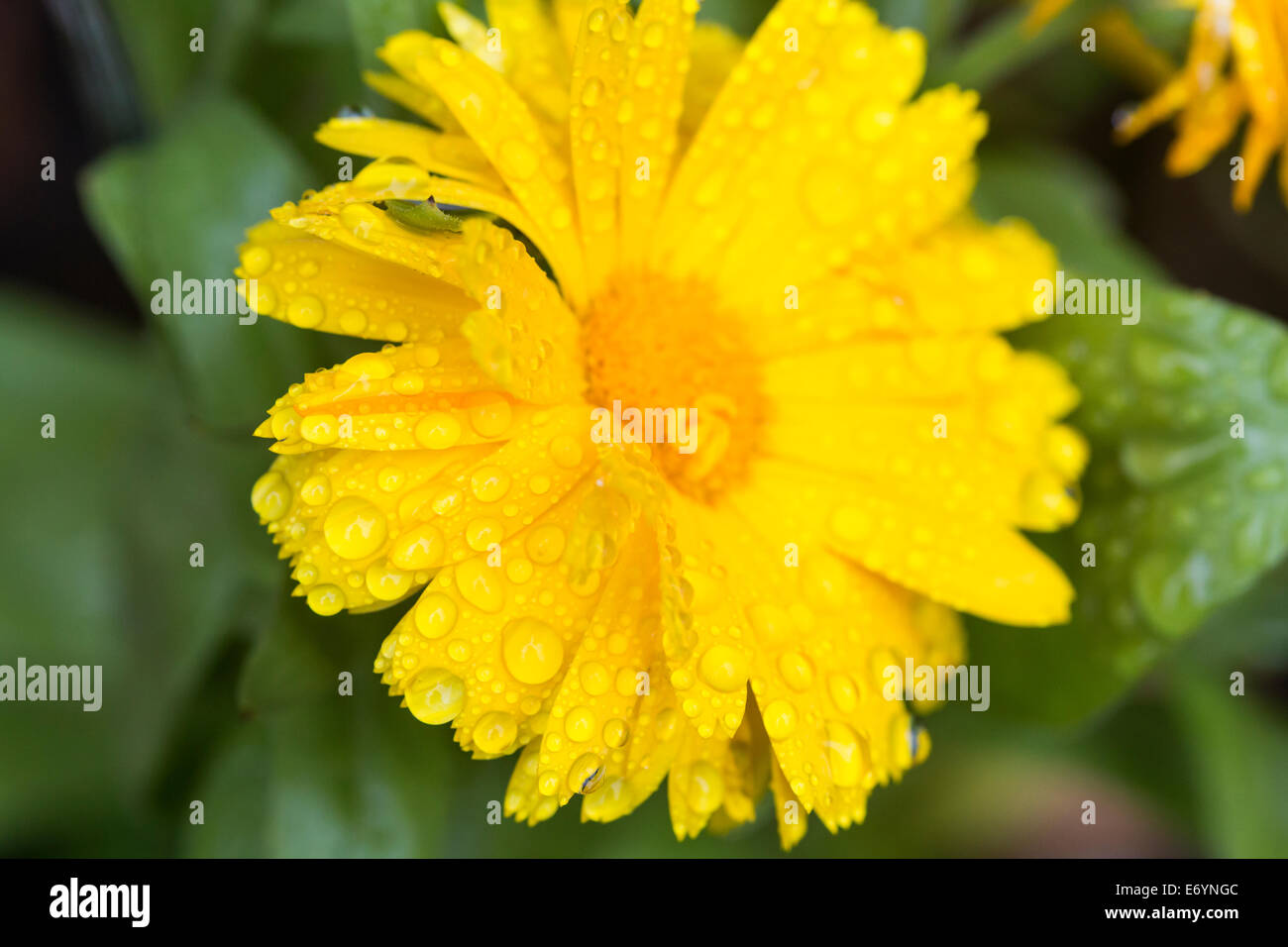 Las gotas de lluvia de verano sobre una planta de jardín caléndula flor amarilla Foto de stock