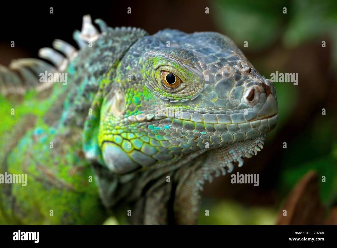 Iguana Foto de stock