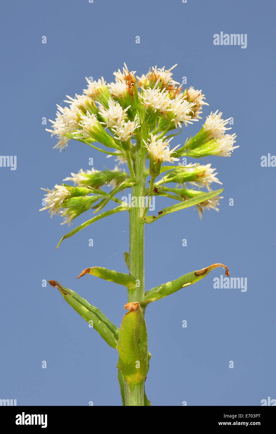 Blanco (butterbur Petasites albus) Foto de stock