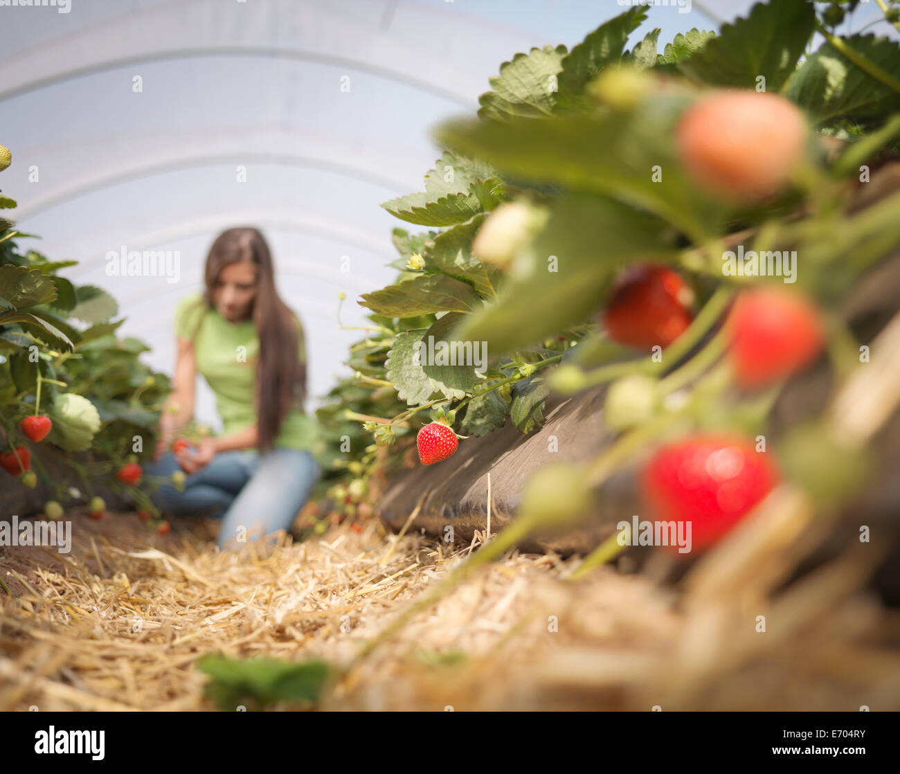 Trabajador recogiendo fresas en granja de frutas Foto de stock
