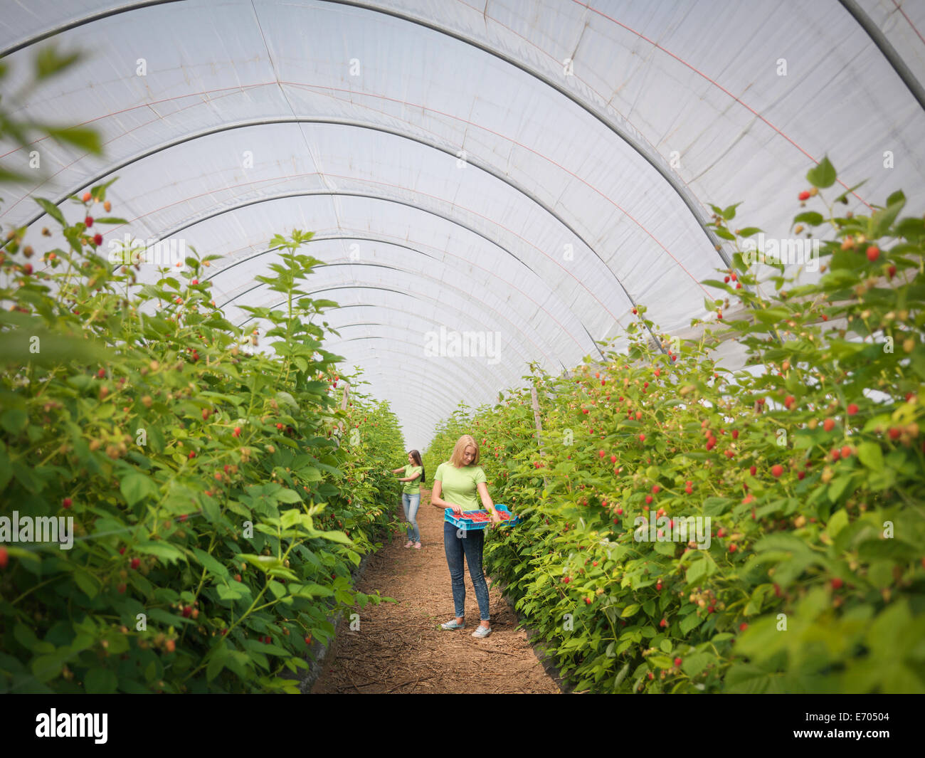 Los trabajadores que se encargan de recoger frambuesas en granja de frutas Foto de stock