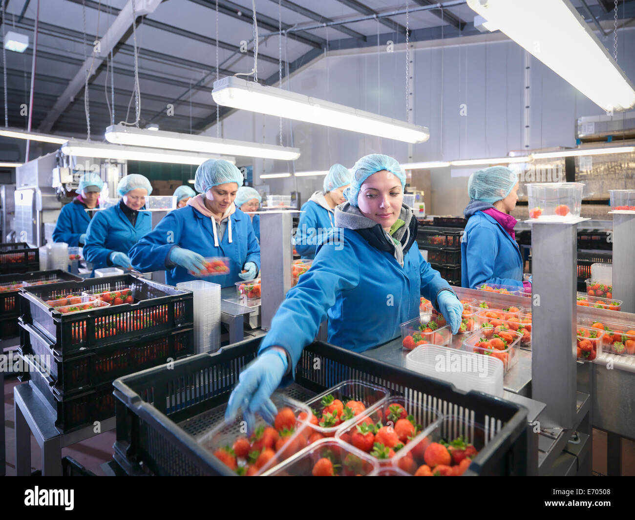 Los trabajadores packing fresas frescas en bandejas de frutas granja Foto de stock