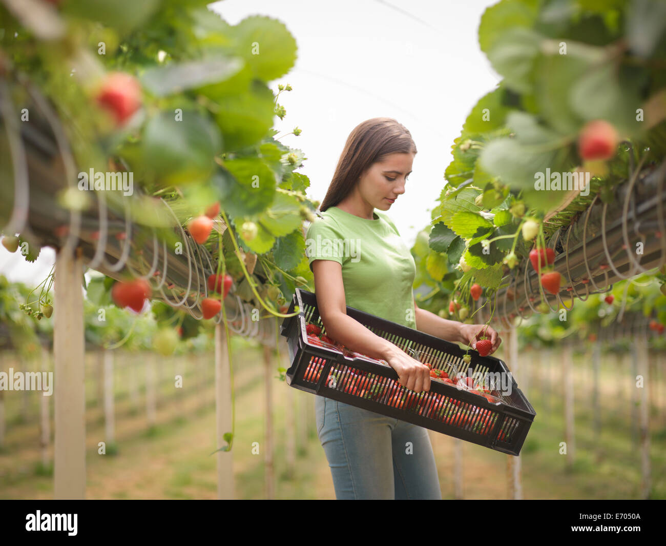 Recogiendo fresas en polytunnel trabajador de granja de frutas Foto de stock
