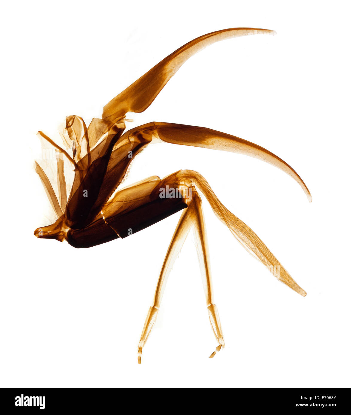 Microfotografía Brightfield, alimentación de néctar proboscis de abeja, galea, glossa, palpos labiales estructuras Foto de stock