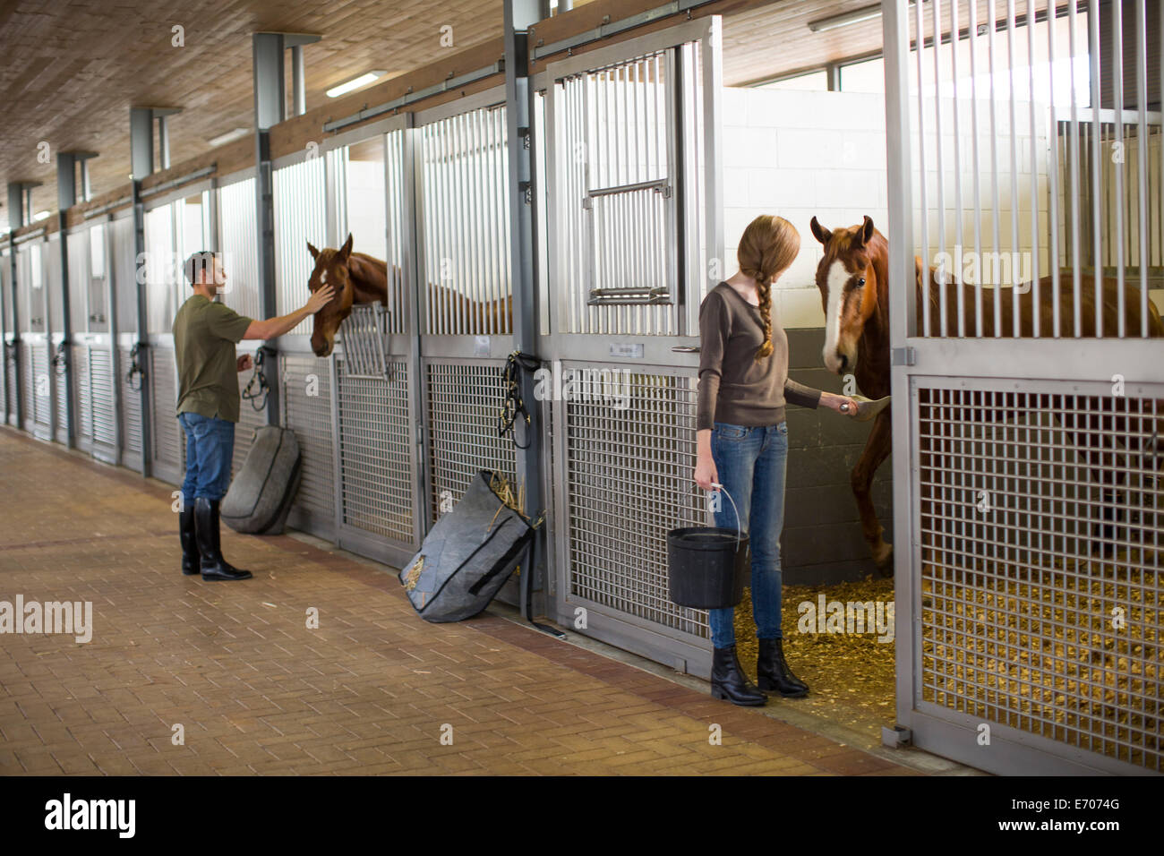 Alimentación Stablehands caballos en establos Foto de stock