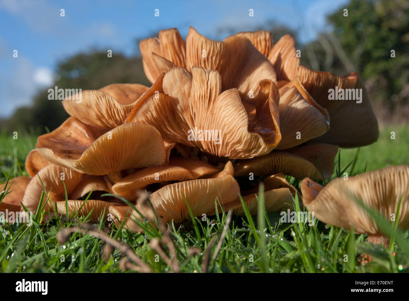 Lactarius Milkcap hongos creciendo en demonios Dyke, South Downs, Sussex, Inglaterra Foto de stock