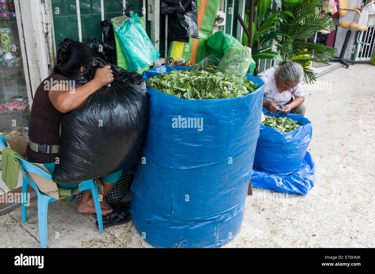 Venta de hoja de coca en Tingo María ciudad.selva peruana. departamento