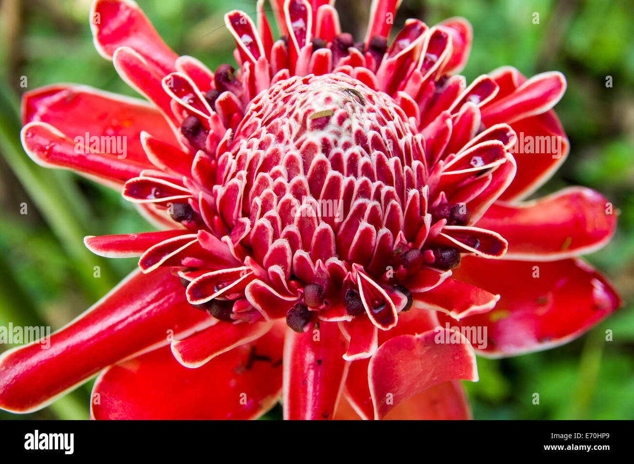 Heliconias flores en la selva de Tingo María. departamento de Huanuco
