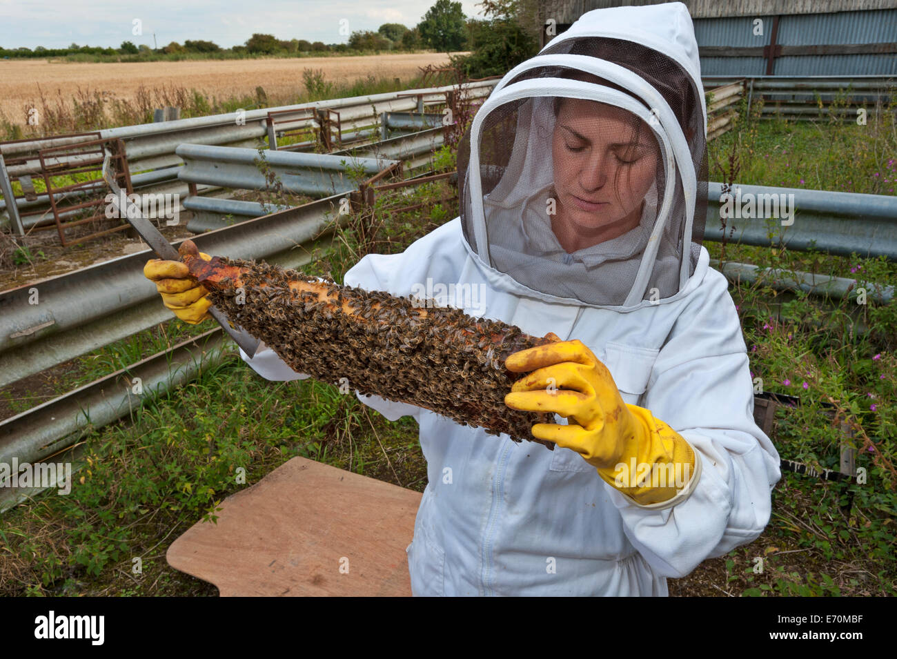 Una mujer apicultor examinando las abejas sobre un bastidor de la caja de cría de su colmena. El cuadro de cría es donde la reina pone sus huevos Foto de stock