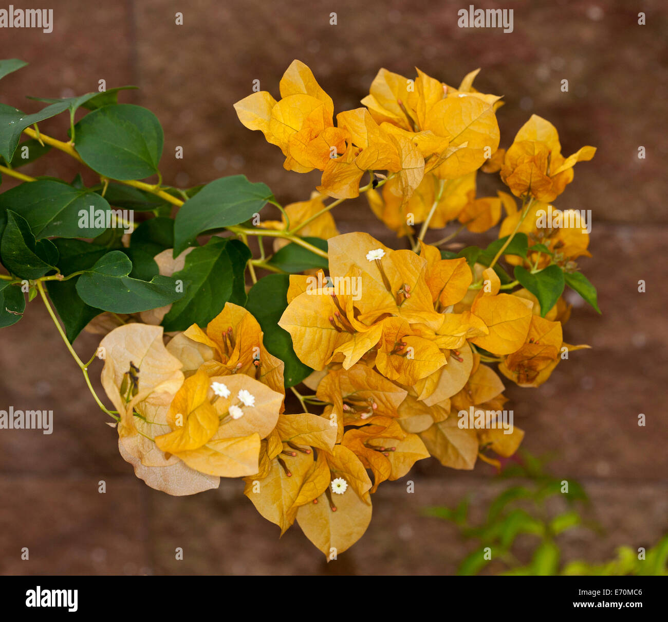 Buganvilla amarilla fotografías e imágenes de alta resolución - Alamy