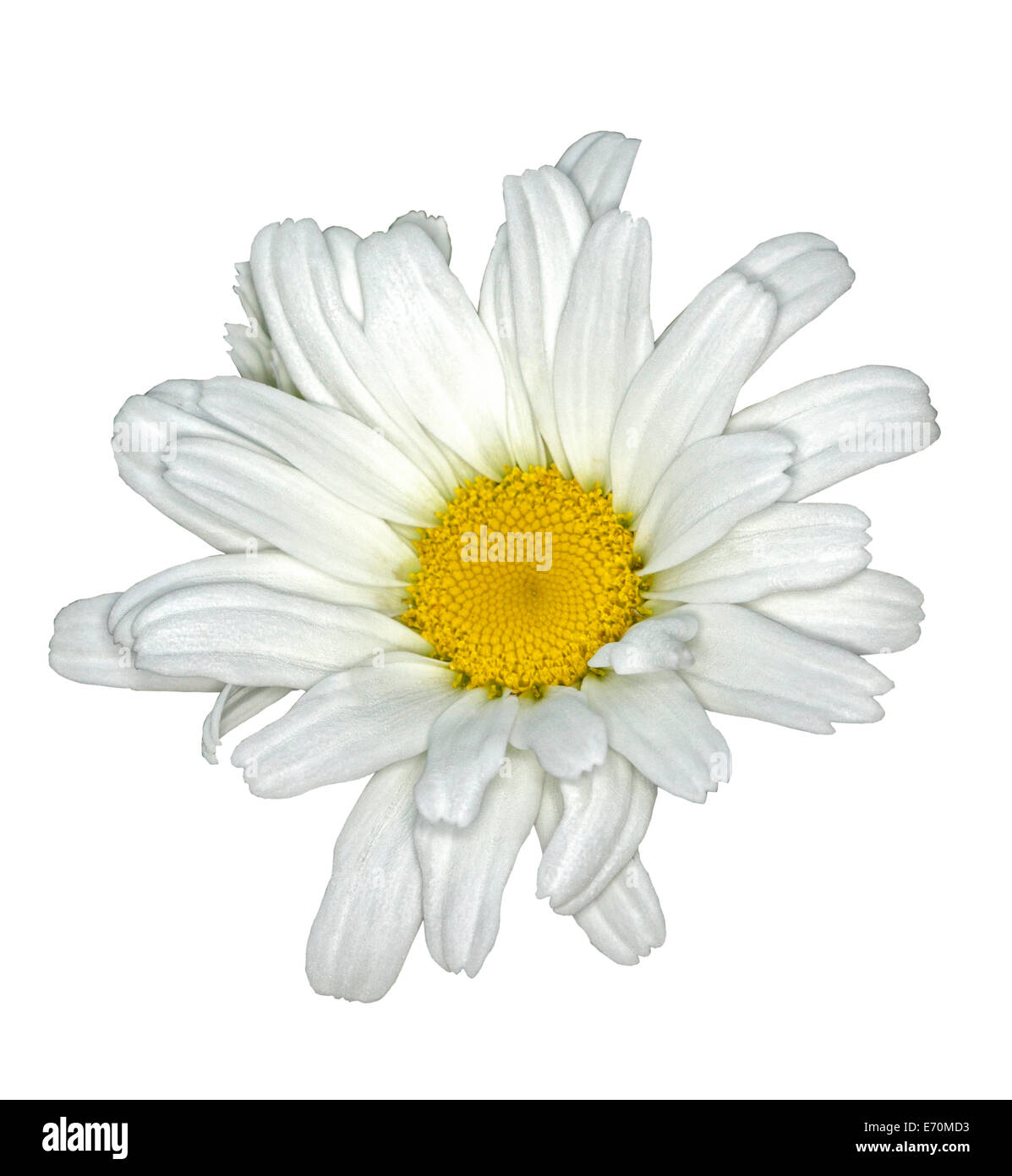 Flores blancas de Leucanthemun 'Daisy' - Mayo Shasta Daisy con centro amarillo contra un fondo blanco liso Foto de stock