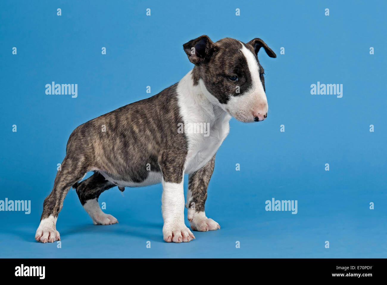 Bull Terrier cachorro de 6 semanas, atigrado y blanco Fotografía de stock -  Alamy