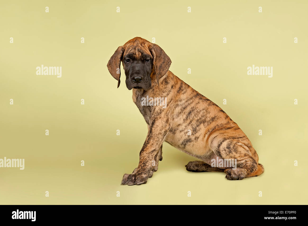 Gran Danes, cachorro de 9 semanas, atigrado Fotografía de stock - Alamy