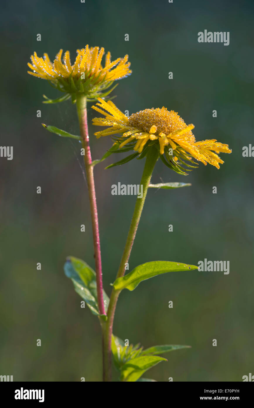 British Yellowhead o Pradera Fleabane (Inula britannica), Burgenland, Austria Foto de stock