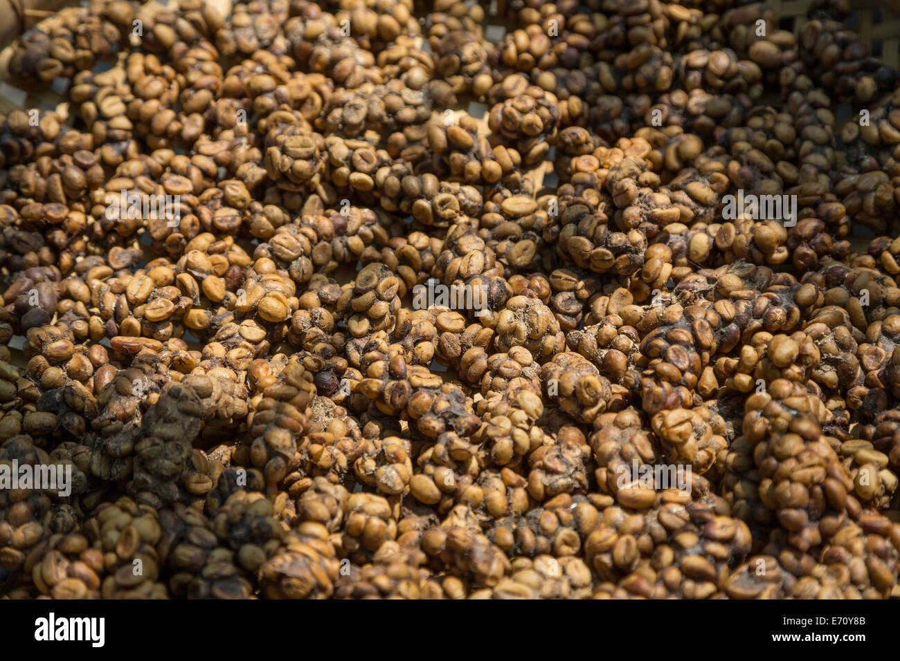 Borobudur, Java, Indonesia. Café gourmet. Asian Palm Civet heces que contienen granos de café sin digerir. Foto de stock